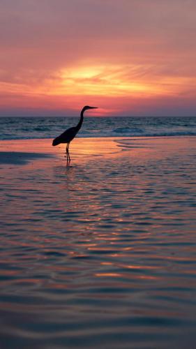 Great Blue Heron at sunset