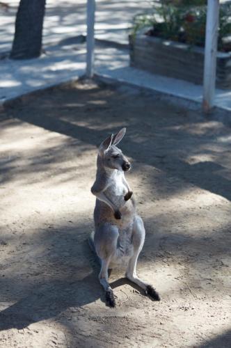 Kangaroo at the zoo