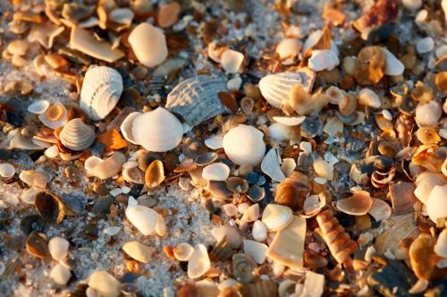 Seashells by the sea shore